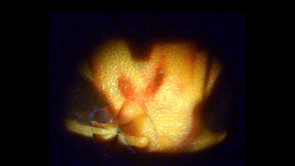 A video of an orange is projected onto an orange, then projected again.